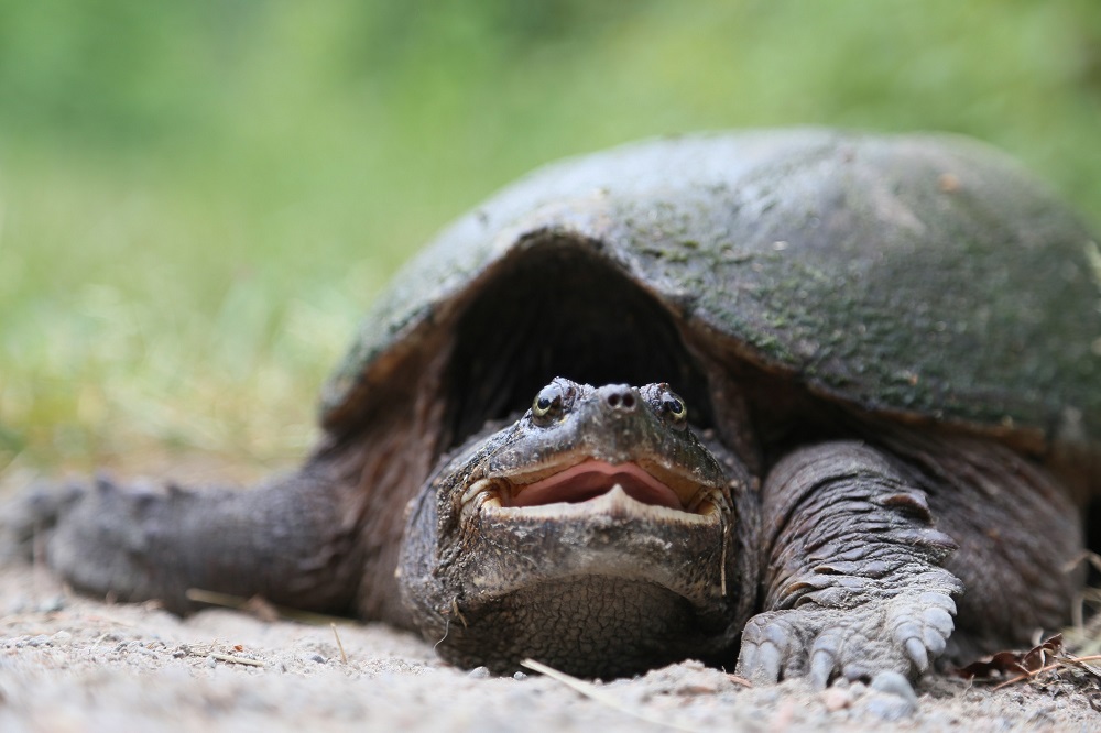 OntarioParks's tweet photo. Happy #WorldWildlifeDay! 🐢🐺🦅🐍🦋🐟🐦🐝🦇🐿️🐇🦊

We're proud to protect the habitat of so many amazing species.

What's your favourite Ontario creature? https://t.co/jSJjxsg3AC