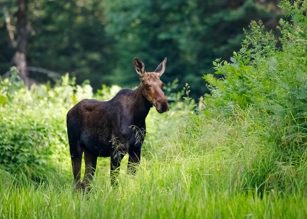 OntarioParks's tweet photo. Happy #WorldWildlifeDay! 🐢🐺🦅🐍🦋🐟🐦🐝🦇🐿️🐇🦊

We're proud to protect the habitat of so many amazing species.

What's your favourite Ontario creature? https://t.co/jSJjxsg3AC