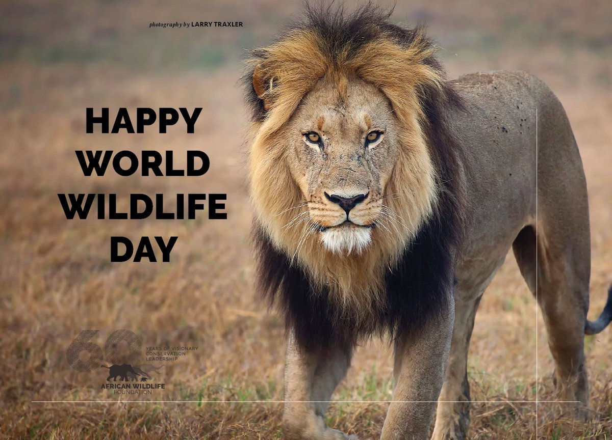 AWF_Official's tweet photo. Happy #WorldWildlifeDay! Today is a special day to celebrate and raise awareness on the world’s #wildlife and plants species. https://t.co/LK4ymTV2Zy