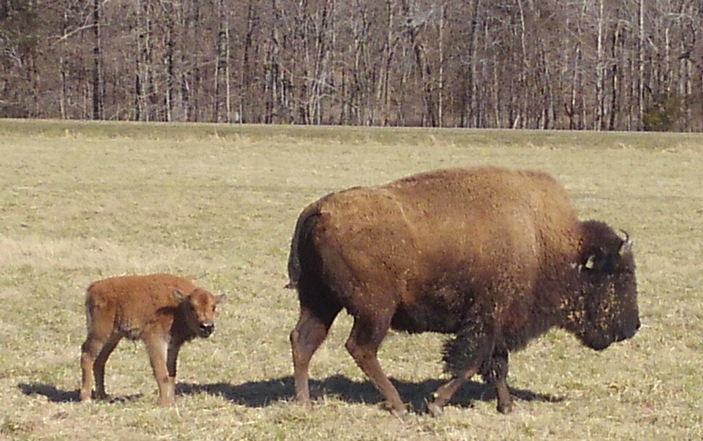 LandBtwnLakes's tweet photo. Spring has officially arrived at the South Bison Range with the first baby bison of the season. These adorable little calves weigh approximately 25-40 lbs and are often called "red dogs" because of their color. #NationalMammal #bison https://t.co/nfoFg0ZSBI