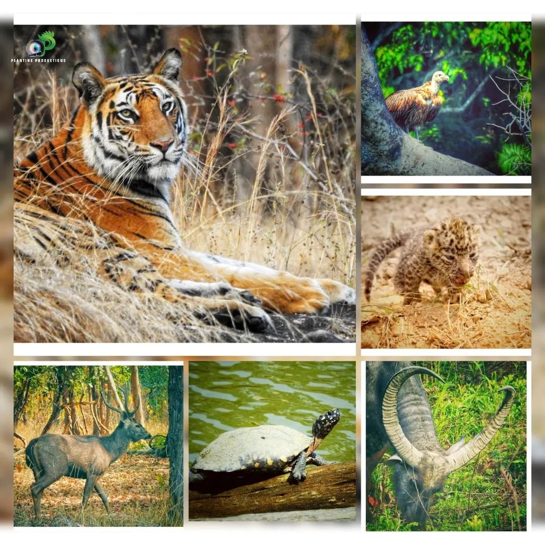 plantingproduc1's tweet photo. Wildlife Is Something Which Man Cannot Construct. Once It Is Gone, It Is Gone Forever. – Joy Adamson
#worlwildlifeday #savewildlife #saveearth #savejungle #savethemselves #saveforfuturegenerations #indianwildlife #ProtectWildlife #wildlifeonearth #naturethroughcamera_ntc https://t.co/ehQJUs2qTi