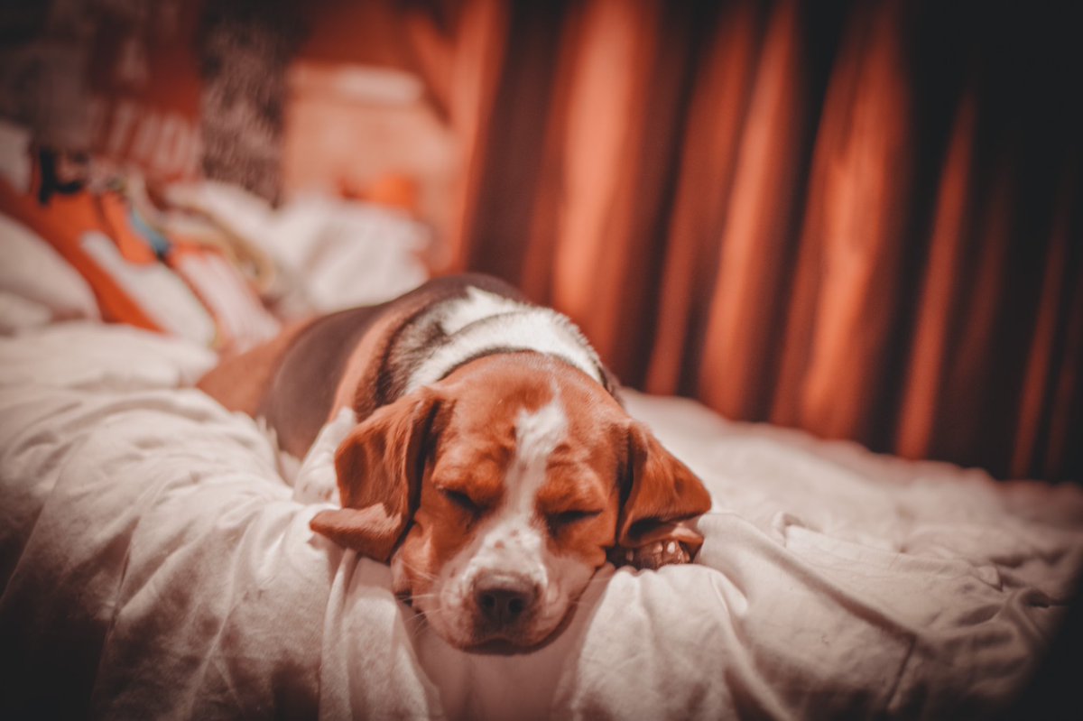Thursdays are for napping, right??

#twitterdogcommunity #twitterdog #DogsofTwittter #naps #napping #sleepingdogs