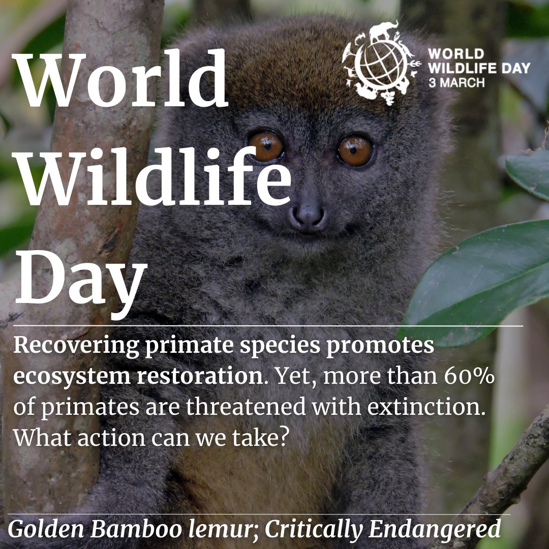 PrimateSociety's tweet photo. The theme for this #WWD2022 is ‘Recovering key species for ecosystem restoration’. Primates are integral in their ecosystems - they are key pollinators and seed dispersers, are predators and prey. When we conserve primate species we protect the wider ecosystem. 🧵(1/5) https://t.co/9RcpiANM6J