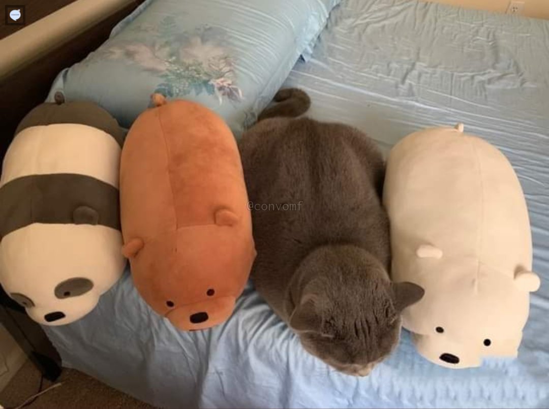 🐈‍⬛ panda, grizzly, asep, ice bear