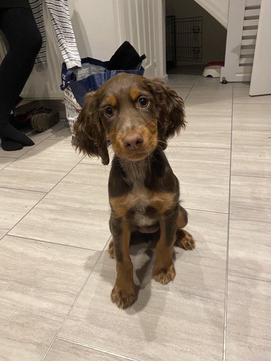 adventure_SW's tweet image. Only something this cute could keep waking me up in the middle of the night and I’ll still stand in the rain in my pjs so she can have some company!!! #newpuppy #sleepsteeler #cockerspaniel #Spaniel