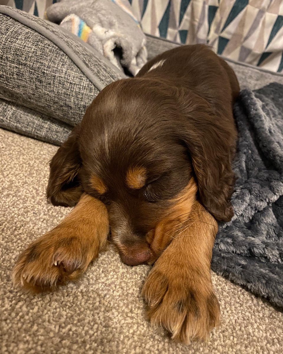 adventure_SW's tweet image. Only something this cute could keep waking me up in the middle of the night and I’ll still stand in the rain in my pjs so she can have some company!!! #newpuppy #sleepsteeler #cockerspaniel #Spaniel