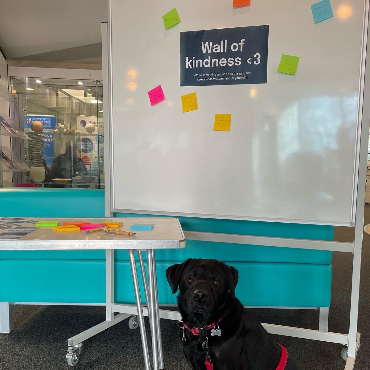 Lincoln Labrador tweet media