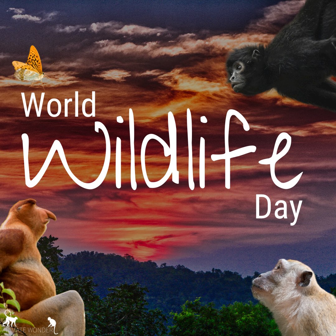 This years #worldrainforestday theme is "recovering key species for ecosystem restoration". Scientists continue to develop methods to save our #wildlife, but what do YOU think we need to do in order to save our fellow fauna and flora species from becoming extinct? #WWD2022