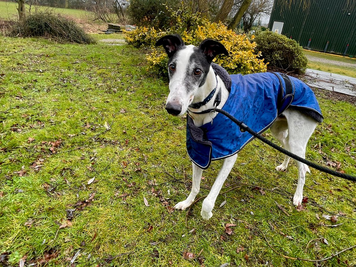 AdoptionsUk's tweet image. Please retweet to help Bobby find a home #CHESHIRE #ENGLAND 
Retired racing #Greyhound aged 4, he's not had a home before. He loves to walk and play with other similar dogs and a snooze on the sofa. Please contact the shelter directly for details 👇
dogshome.net/adopt-a-dog/
#dogs