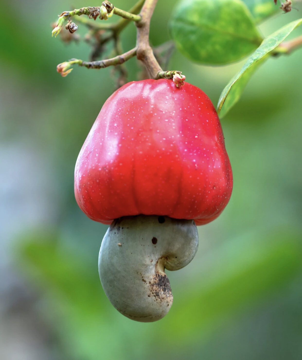 Caipora bambuiorum