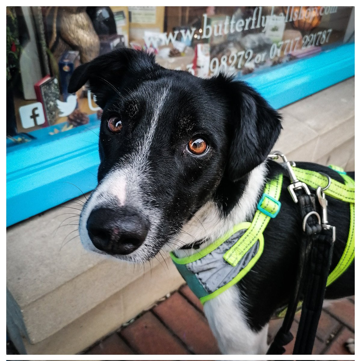 Ace the dog is with me in the shop today.  We are here until 4pm if you want a cuddle..🦋✨🐾🤗🐾✨🦋

#dogsoftwitter #RescueDogs #romanianrescuedog #stroud #gloucestershire #thecotswolds #cotswoldlife #independentretailer #crystals #crystalshop