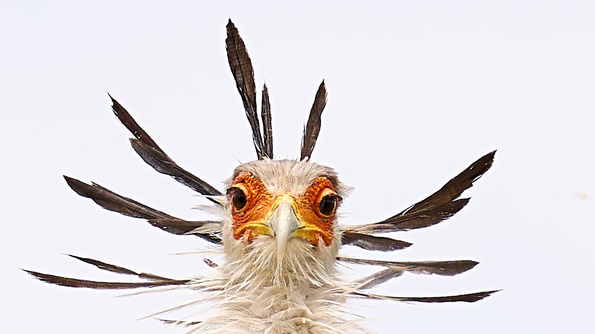 All the indicators show that abundnace of secretraybirds is declining fast so IUCN have made them threatened. These birds, once thought to be cranes, are in fact raptors. Download free photo community magazine at pawstrails.com