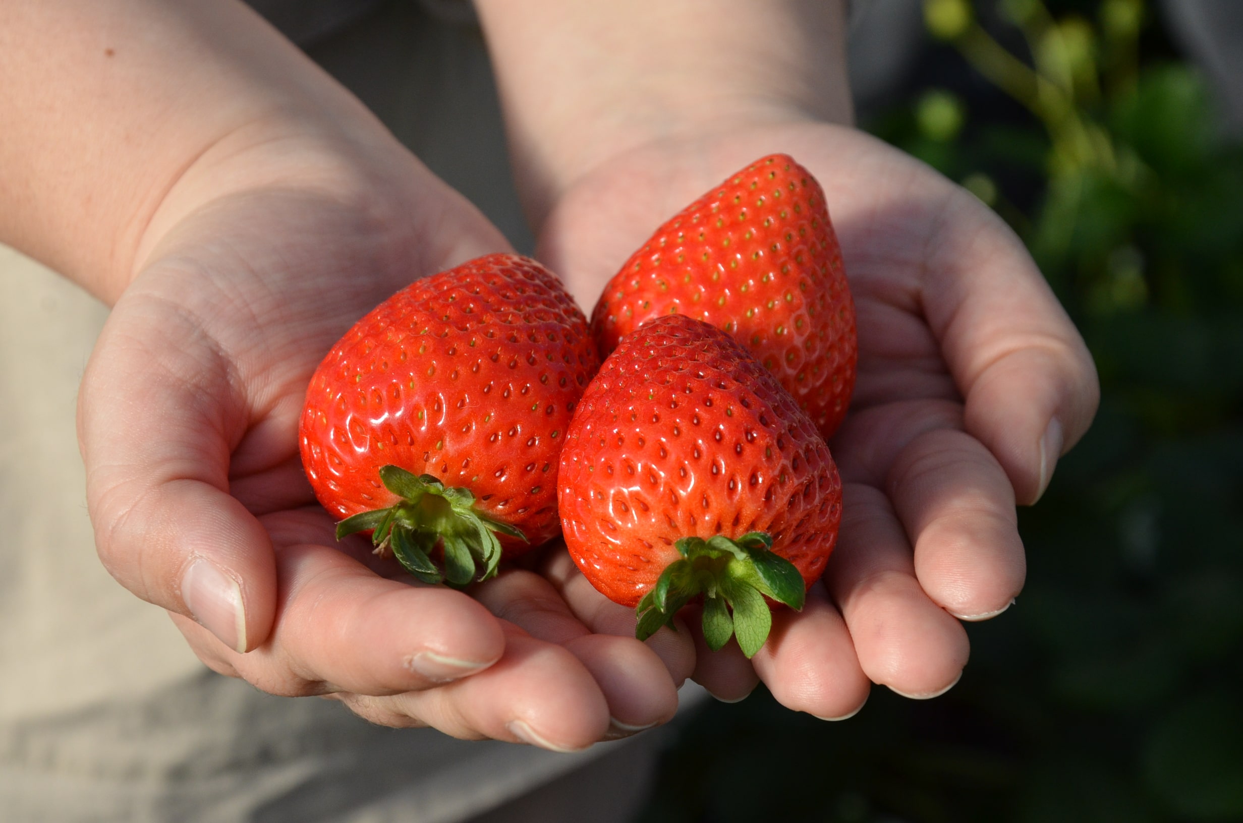 下野新聞 Pr いちご王国 栃木県 とちおとめ とちあいか スカイベリー とちぎ でいちご狩りを楽しもう とちぎの農村めぐり ブログでは 観光農園特集を掲載中 行ってみたい いちご園 を見つけてみてね T Co 2yxfueccee