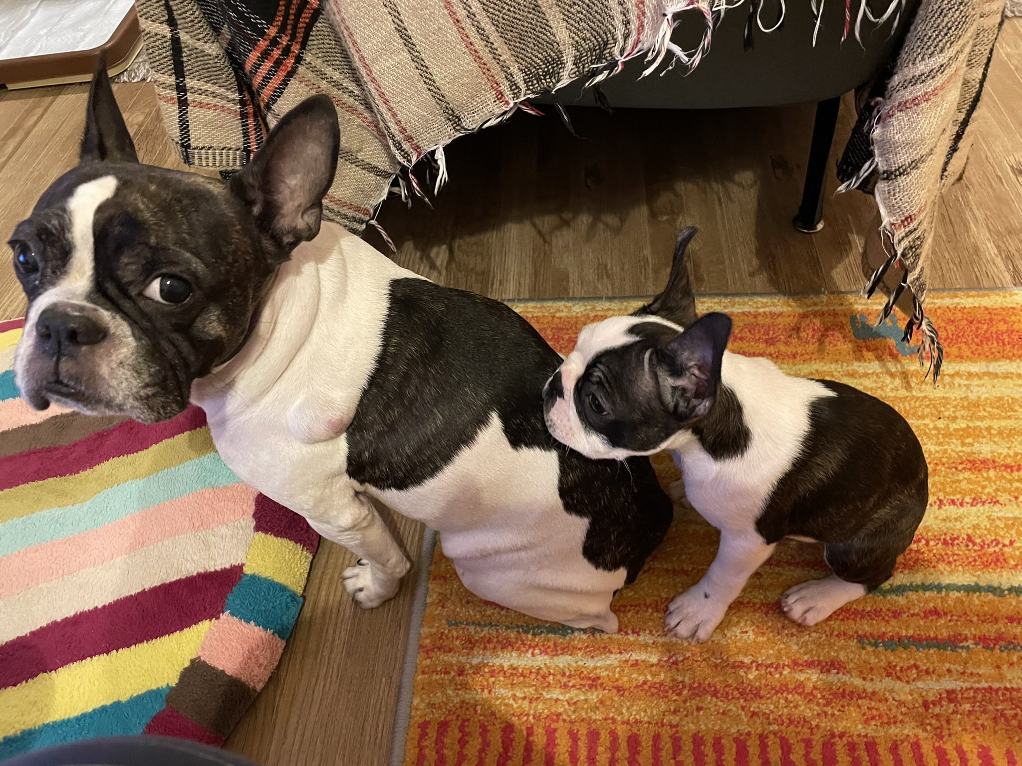 Yu 並んでますね フレブル フレンチブルドッグ ボストンテリア ミックス犬 T Co F5nqiphmp3 Twitter