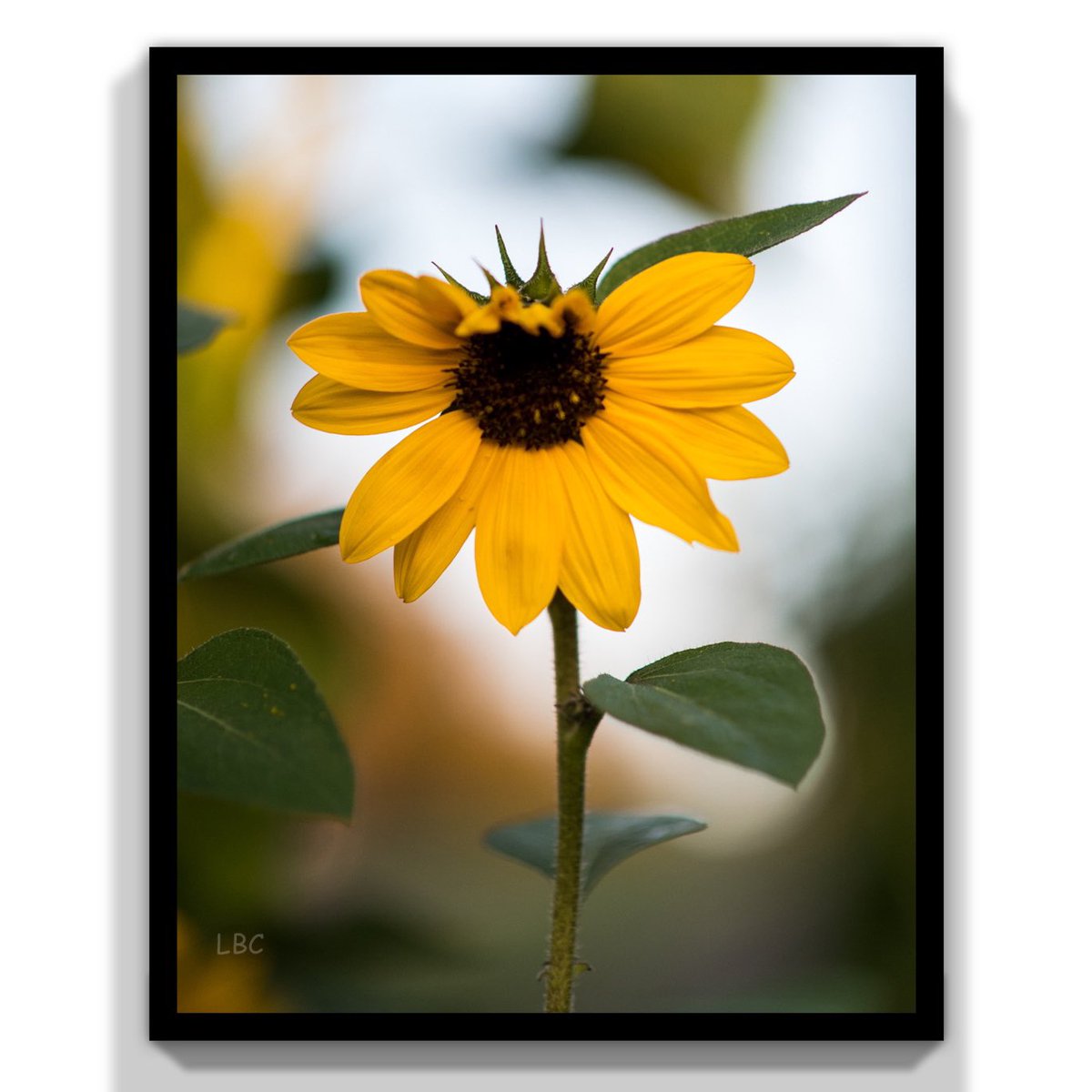 LBC (@artistmom123) on Twitter photo 