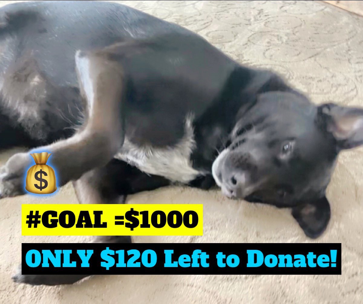 Birthday 🥳 Fundraiser has nearly raised its goal of $1000