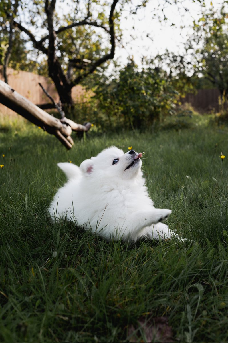 Leo & Koa | Nina tweet media