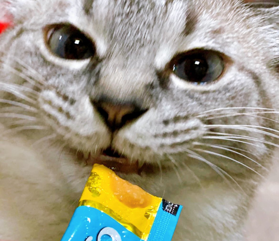 408 笑ってるねぇ W 歯がかわいいwww 猫 シャムミックス 猫と暮らす 猫との生活 猫のいる生活 猫好きな人と繋がりたい ひな祭り ちゅ る T Co By6tciafw7 Twitter