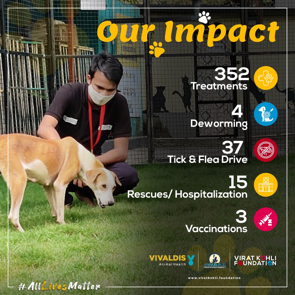 sevvafoundation's tweet photo. Our #Pawprint 🐾 for the month of February

#VKF #VKF4Change #Vivaldis #BarkOutLoud 
#AnimalWelfare https://t.co/heUp6Q4wgv