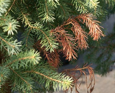 monster_treectx's tweet image. Find out why your pine or spruce is browning and what you can do to save it. #PineTrees #SpruceTrees  WhyMonster.com/central-texas   1l.ink/BDKZ3MF