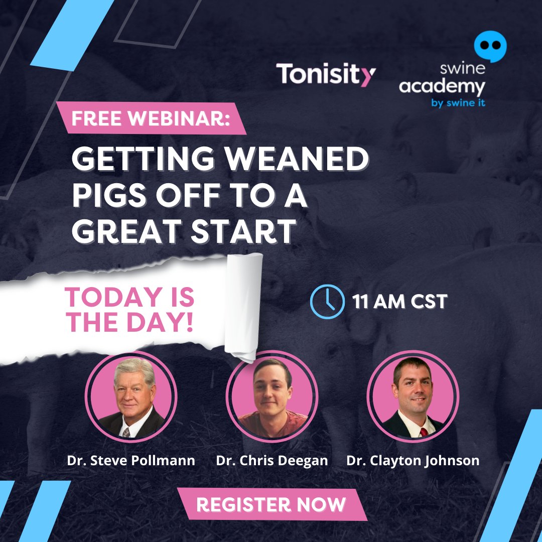 swinecampus's tweet image. 🚀Today at 11 AM CST, Dr. Clayton Johnson will host a free webinar presented by Dr. Steve Pollmann and Dr. Chris Deegan, who will talk about: &quot;Getting weaned pigs off to a great start.&quot; 

Quite a hot topic, isn’t it? 🤩

Click here swineacademy.com/wean to register