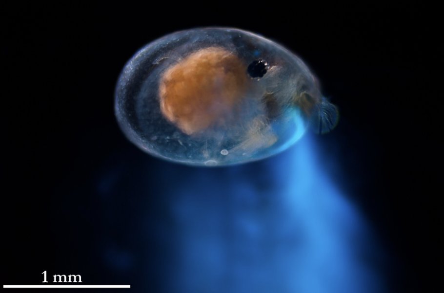 AnimBehSociety's tweet photo. Our next #ABSTakeover will be on Monday, March 7th! Ever wonder what an #ostracod is? Dive in with our host @niko_hensley as he tells you all about these mysterious seed #shrimp of the sea and their alluring bioluminescent behaviors. Photo credit: @Elliot_Lowndes https://t.co/PTLXxMONJl
