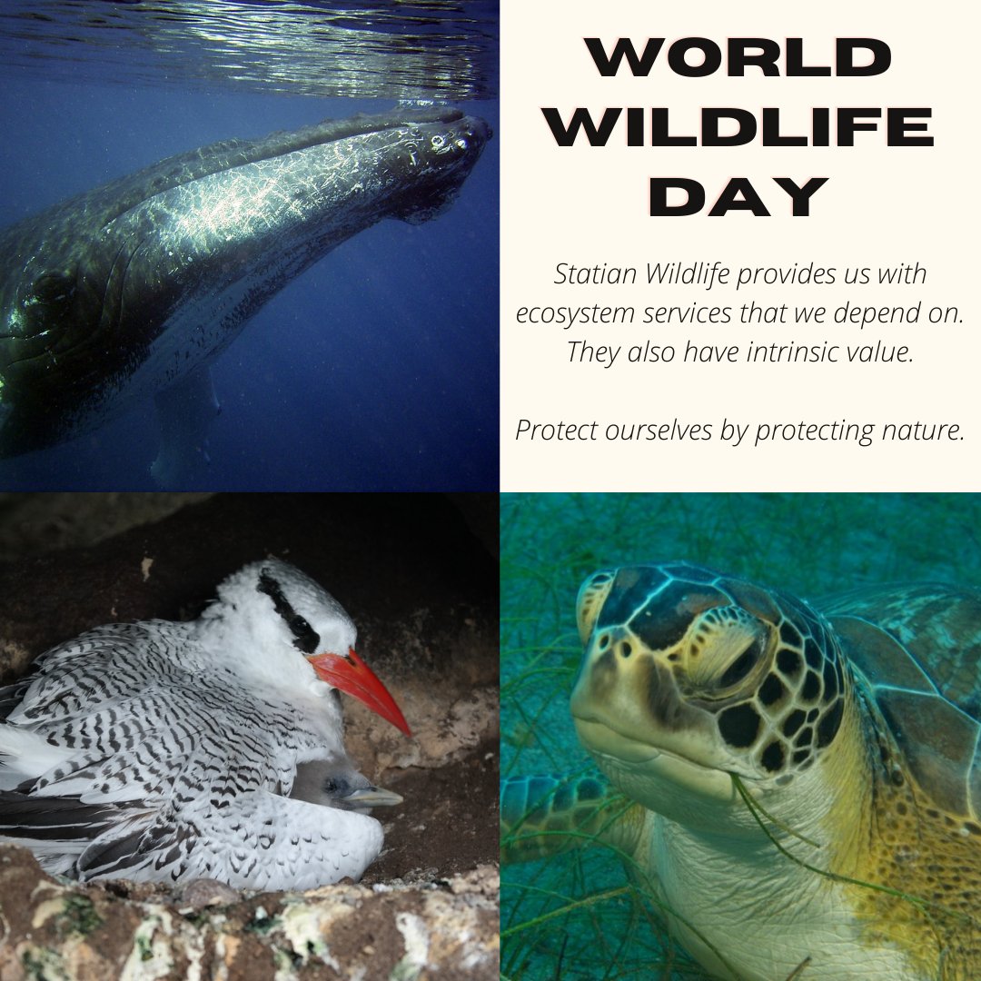 Happy #WorldWildlifeDay

We have been bringing attention to Statian #Wldlife by highlighting #Whales, #SeaTurtles and the #RedBilledTropicBird via our ongoing #NatureAwareness Campaign, #NatureOnStatia. 

#StEustatius #Statia #Nature #Marine #Terrestrial #MarinePark #NationalPark