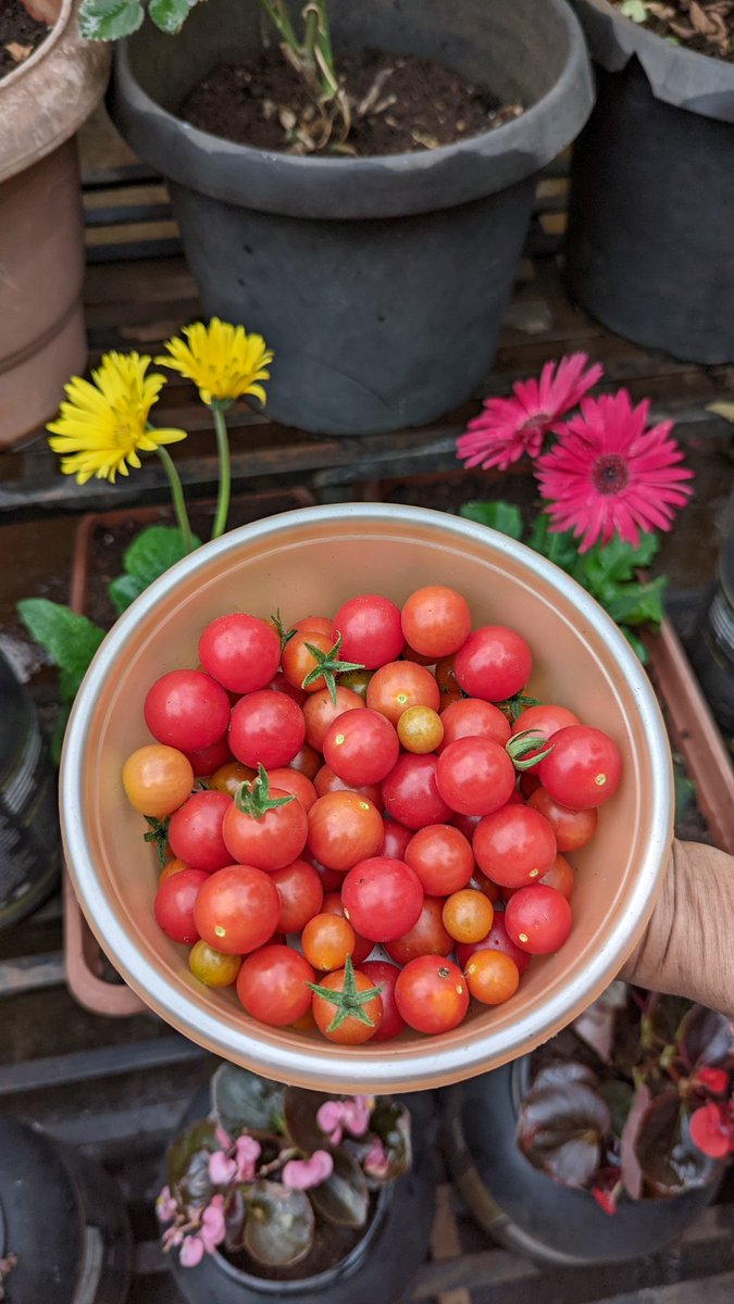 crustworthyin's tweet photo. Here at the #CrustWorthy bakery, we grow our own cherry tomatoes that go into your Focaccia! It's just bound to be delicious now! πβ€οΈ
Why don't you try out yours? Link in bio! :) https://t.co/B2f5ZAqxgm