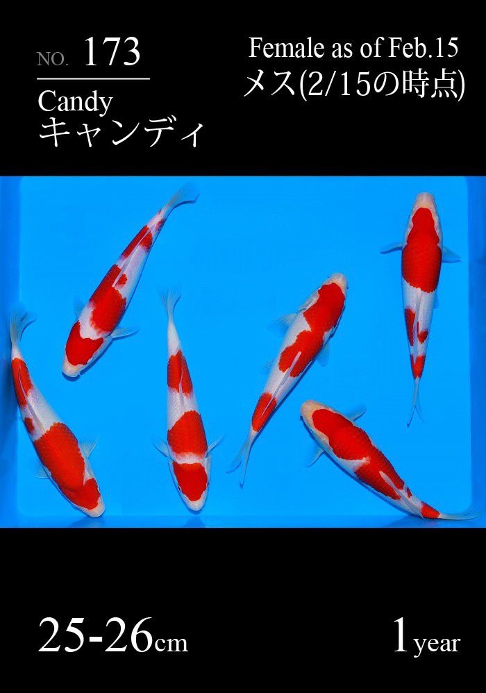 大阪サカイ錦鯉 (@oosakasakaii) on Twitter photo 