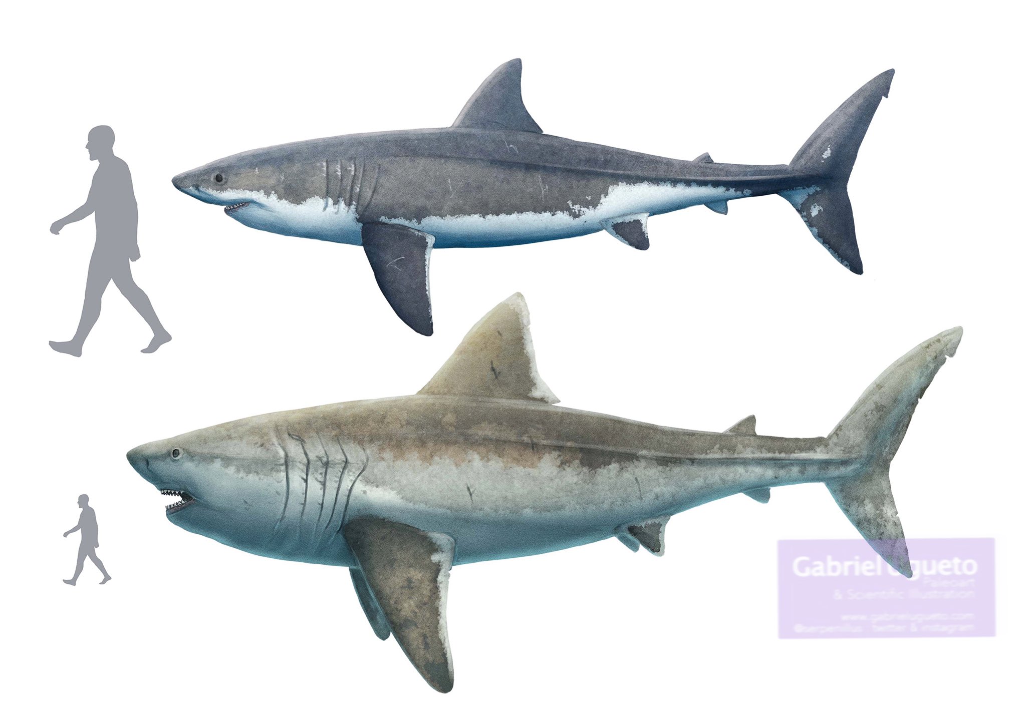 Carcharodon Megalodon Vs Great White