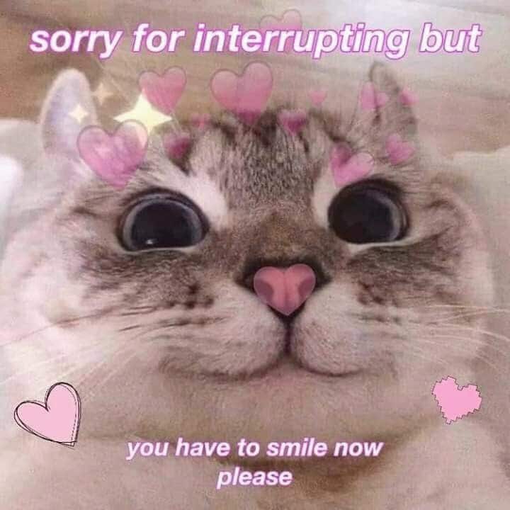WholesomeMeme's tweet photo. https://t.co/RYeuSJ2UZ3