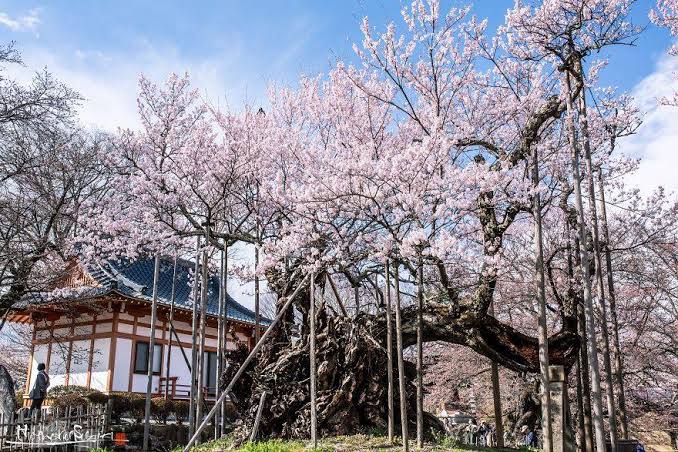 Япония в 2000 годах. Самая Старая Сакура. Самые старые деревья Японии. Самая древняя Сакура в Японии. Вишневое дерево в Японии.