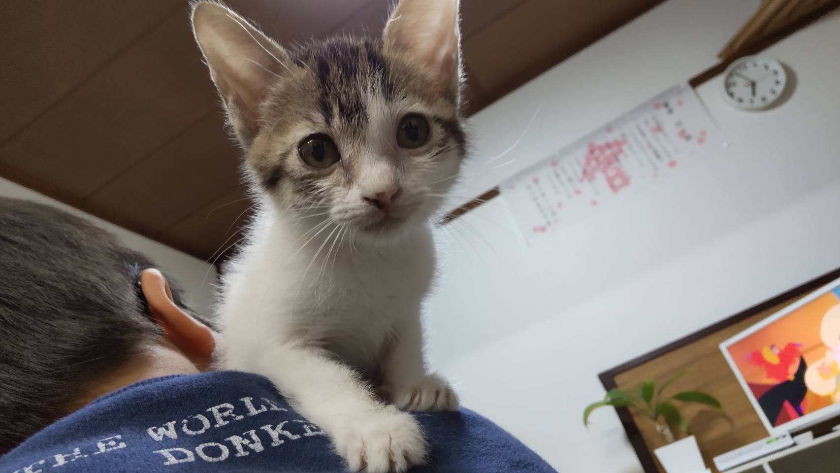 会津ねこのお家 Aizu Neko Home Twitter