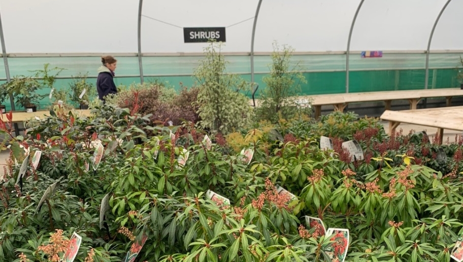 Shrubs are the backbone of any garden, offering structure and beauty across the seasons. You only have to wait until Monday to pick yours up from Blaise Plant Nursery ⏰

#bristoldeals #bristolbargains #bristolgardens 
 #bristolindies