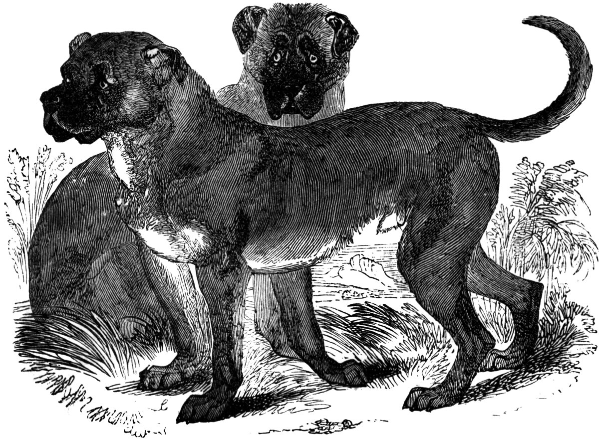 Behold the Cuban Mastiff aka Dogo Cubano aka Cuban Dogge. Brought to Cuba  to chase down cimarrónes and then to Jamaica during the Second Maroon War.  Now extinct. We mock those who, image size:1200x882