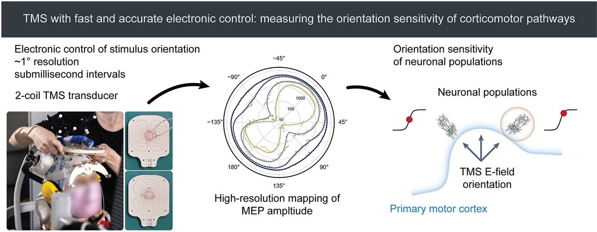 We made a two-coil TMS transducer that allows manipulating the pulse orientation accurately without manual coil movement. We also created a logistic model describing the dependency of the motor response amplitude on the stimulus orientation and intensity. doi.org/10.1016/j.brs.…