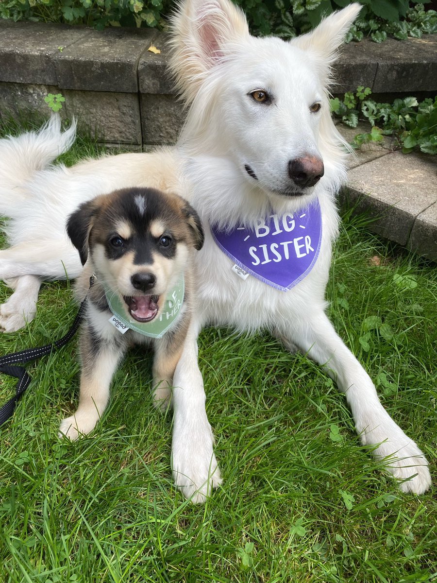 Thursday throw back to Kaneki’s first day in his forever home

#twitterdogcommunity #dogsoftwitter #rescuedog #foreverhome #huskymix #ThrowbackThursday