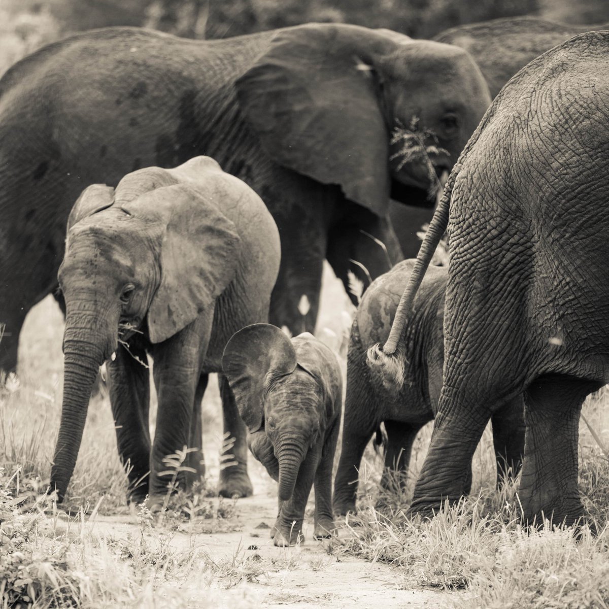 TreetopsTz's tweet photo. 𝐇𝐚𝐩𝐩𝐲 𝐖𝐨𝐫𝐥𝐝 𝐖𝐢𝐥𝐝𝐥𝐢𝐟𝐞 𝐃𝐚𝐲

#RecoverKeySpecies #WorldWildlifeDay2022 #ResponsibleTourism #EncounterElewana https://t.co/MHce6Dtoj8