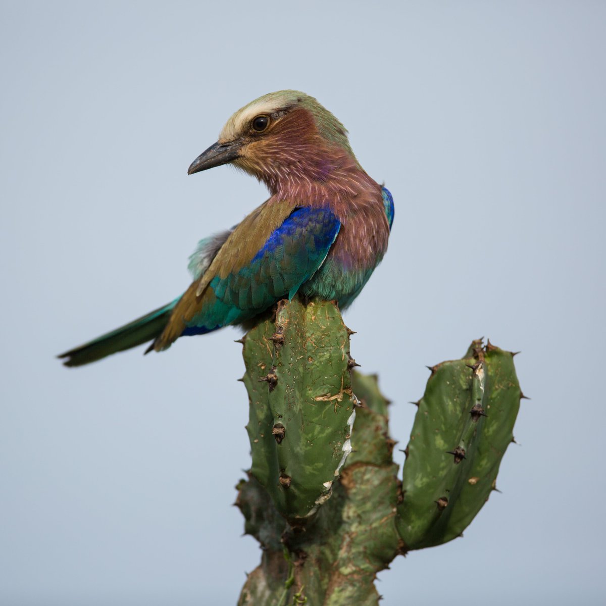 𝐇𝐚𝐩𝐩𝐲 𝐖𝐨𝐫𝐥𝐝 𝐖𝐢𝐥𝐝𝐥𝐢𝐟𝐞 𝐃𝐚𝐲

#RecoverKeySpecies #WorldWildlifeDay2022 #ResponsibleTourism #EncounterElewana