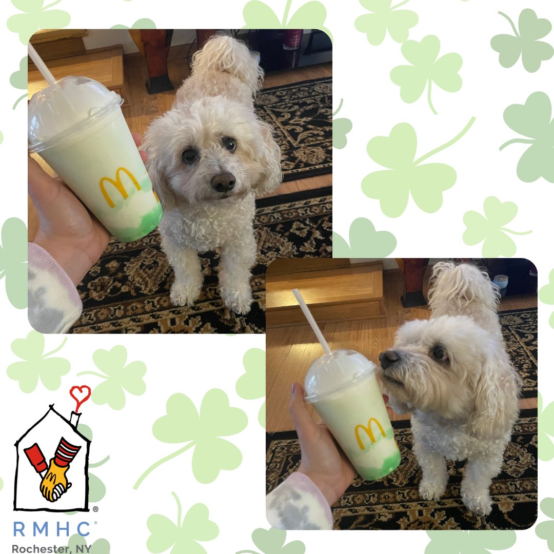 Looks like someone is curious about Shamrock Shakes! 🐩☘️

Purchase a Shamrock Shake now at your local McDonald's and 25¢ will be donated to RMHCR 🤩
Share pictures of your Shamrock Shakes and tag us!

#shamrockSZN
