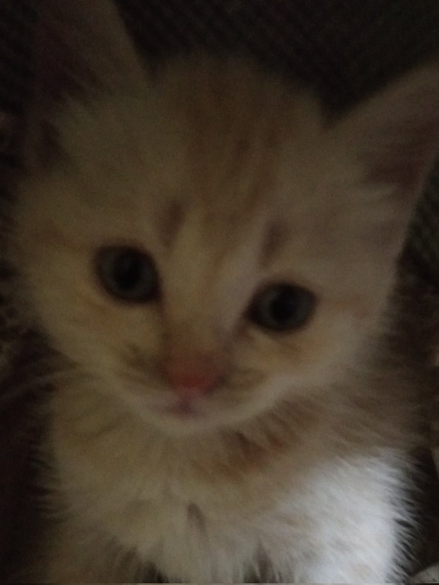 Dican78's tweet photo. my cute cat https://t.co/WxVa21B1LR