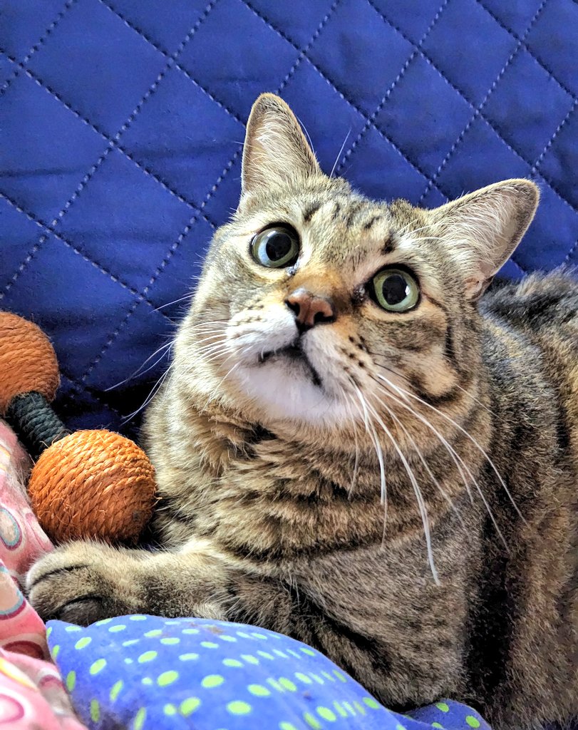tompi_mj_cat's tweet photo. I am always trying to look cute so I'll get some EXTRA treats!
#CatsOfTwitter https://t.co/NrWwKIAR7r