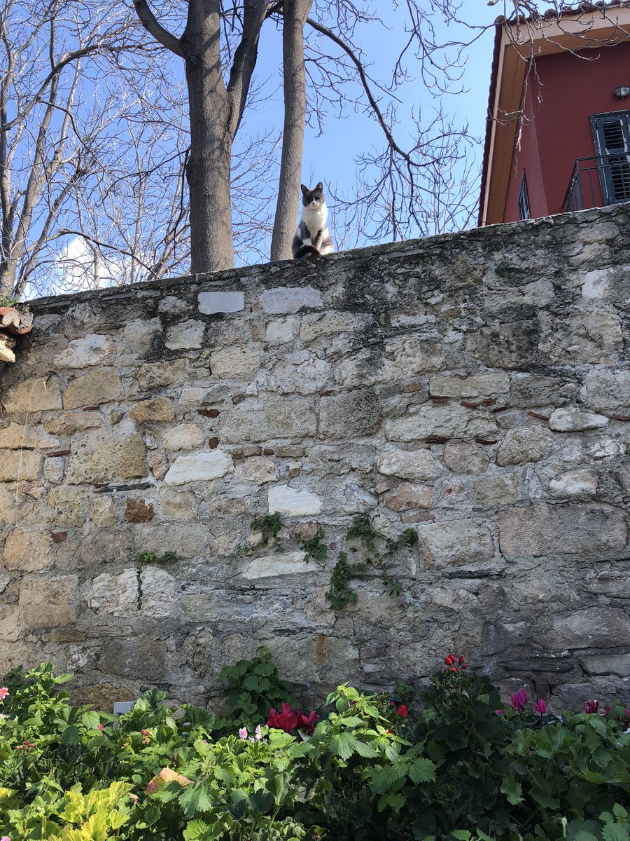 David Paperno tweet media