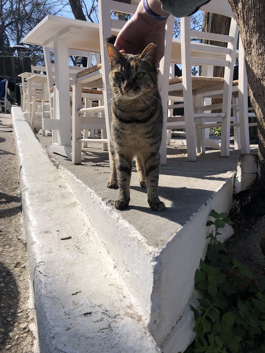 David Paperno tweet media