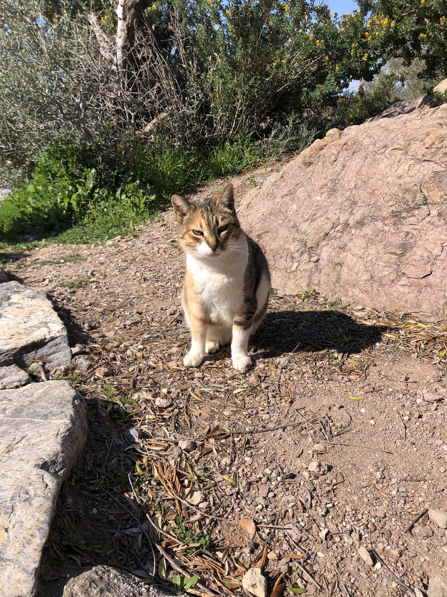 David Paperno tweet media