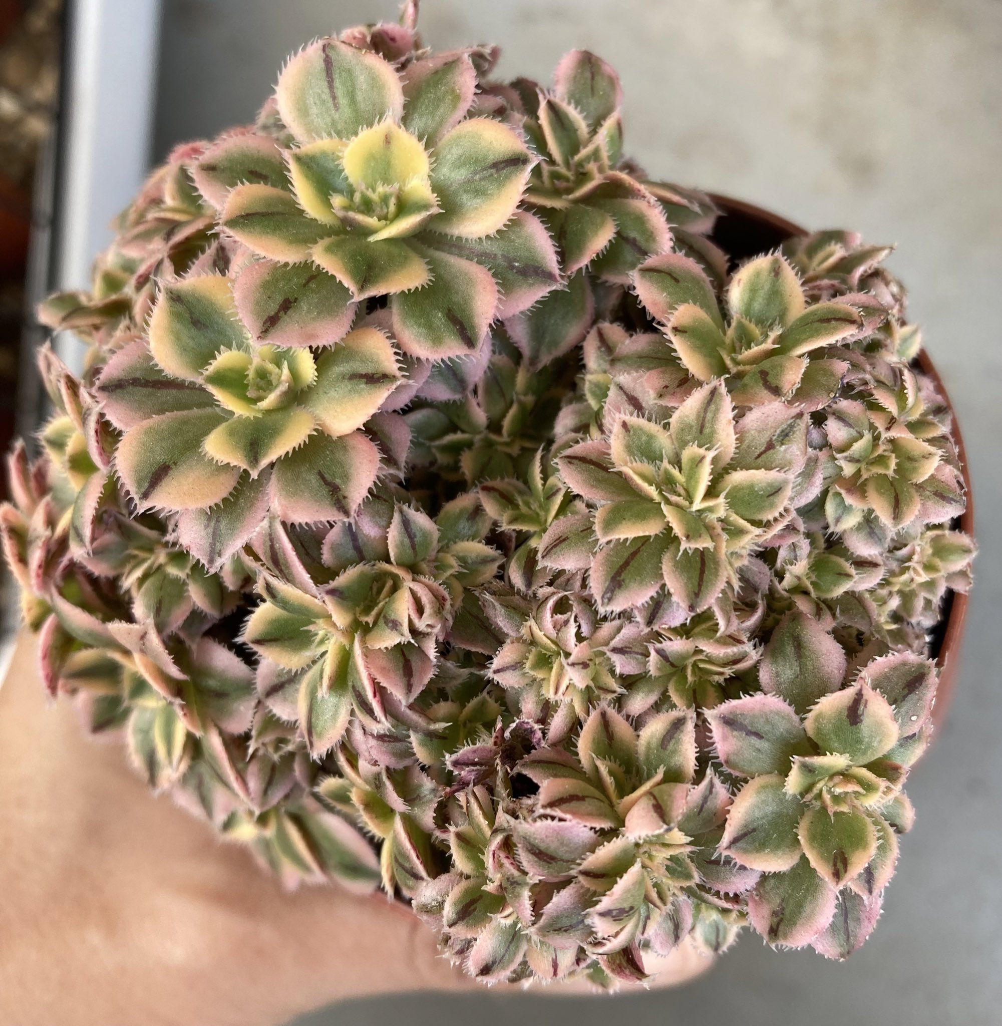 サンバースト綴化 Twitter Search Twitter