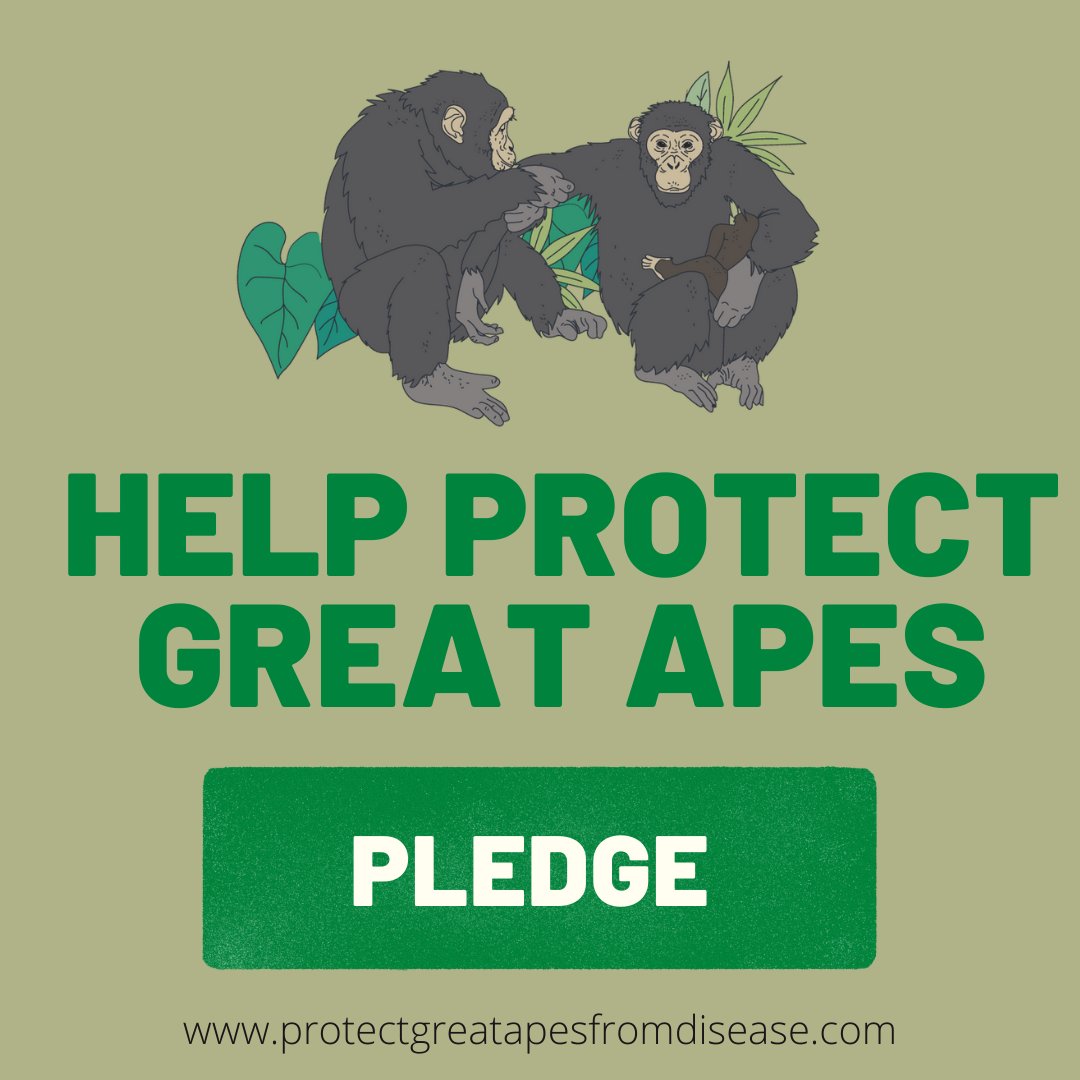 Happy World Wildlife Day 2022 #WWD2022 

Pledge to Protect Great Apes from Disease at protectgreatapesfromdisease.com

<a href="/DoctorGladys/">Gladys K Zikusoka</a> @KJHockings @Leendertz_Lab <a href="/OneHealthPro/">One Health Productions</a> <a href="/ajcampbell79/">Alex Campbell</a> <a href="/AlliHanes/">Allison Carden Hanes 🦍</a> <a href="/Chloe__Chesney/">Chloe Chesney</a> <a href="/hellen_wildlife/">Hellen 🏳️‍🌈🏳️‍⚧️🍉</a> @Ana__Nuno <a href="/IUCNssc/">IUCN Species Survival Commission</a> @Darwin_Defra  <a href="/CTPHuganda/">CTPH</a>