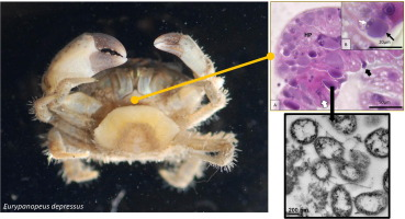 New and emerging bacterial pathogens are a priority area of discovery! Here's a new, pathogenic, relative of the #Wolbachia from a panopeid mud crab 🦀

@AMHBlakeslee <a href="/eco_devo/">Krista A McCoy</a> <a href="/TU_NHC/">National Horizons Centre</a> <a href="/JInvertPathol/">The Journal of Invertebrate Pathology (JIP)</a> 

ncbi.nlm.nih.gov/genome/?term=C…

sciencedirect.com/science/articl…

researchgate.net/publication/35…