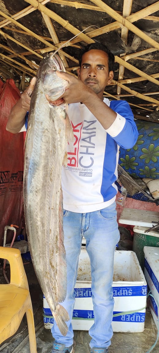 Kannaujfish's tweet photo. Fish brought by fisherman for sale in district kannauj from river. https://t.co/uGPFrx24Uu