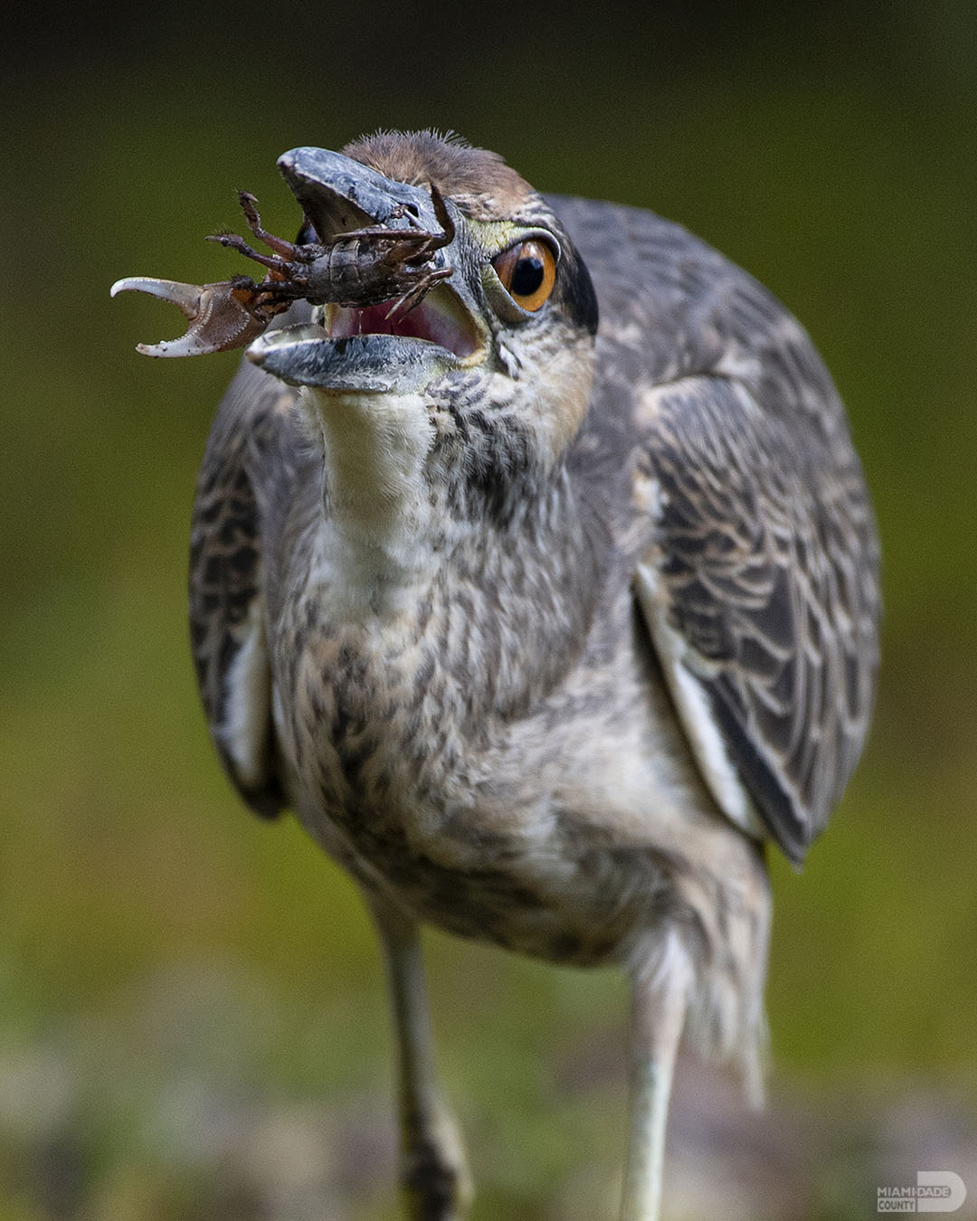 MiamiDade County on Twitter "Today is WorldWildlifeDay and this year